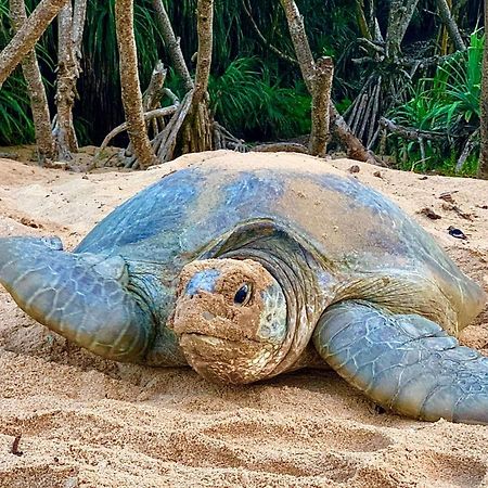 Turtle Paradise Tangalle Exteriér fotografie