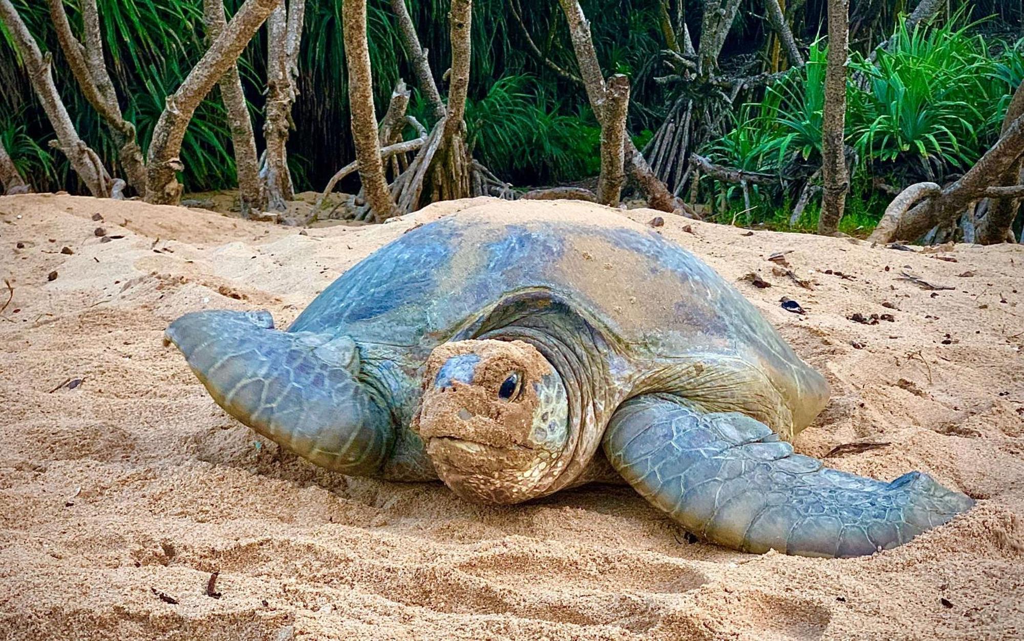 Turtle Paradise Tangalle Exteriér fotografie